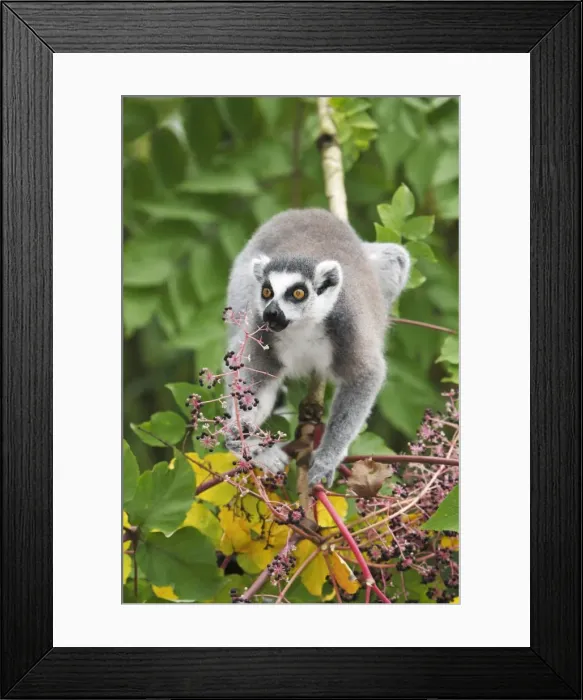 Framed Print : Ring-tailed Lemur - feeding on ripened berries, distribution - Madagascar Framed Print : Ring-tailed Lemur - feeding on ripened berries, distribution - Madagascar