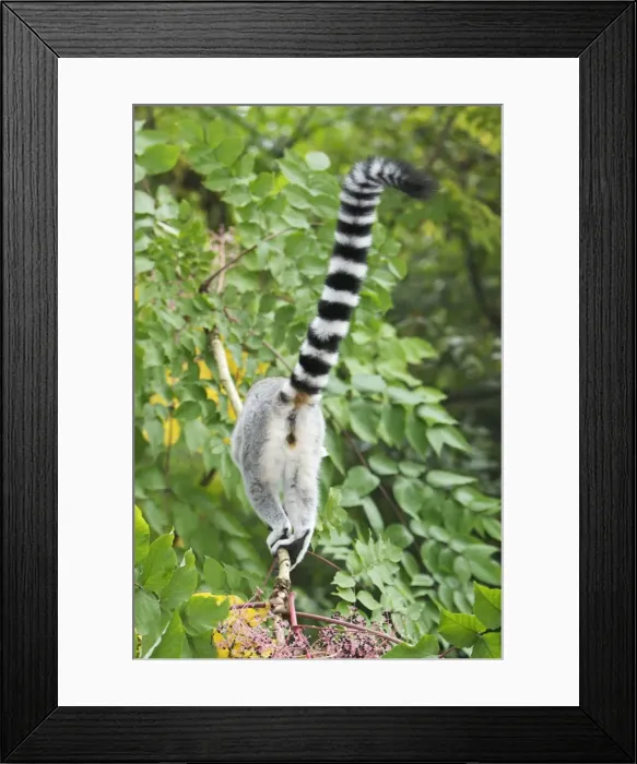 Framed Print : Ring-tailed Lemur - view of animal from behind, distribution - Madagascar Framed Print : Ring-tailed Lemur - view of animal from behind, distribution - Madagascar