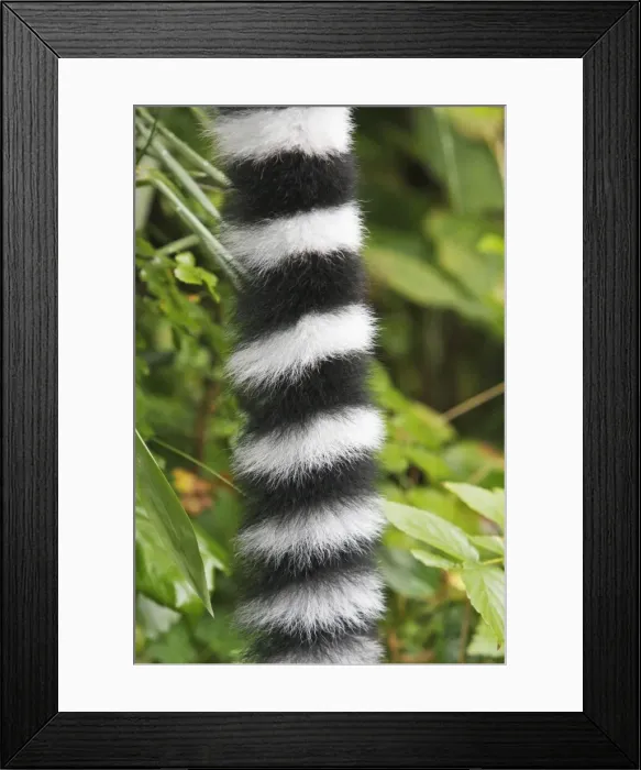 Framed Print : Ring-tailed Lemur - detailed study of tail, distribution - Madagascar Framed Print : Ring-tailed Lemur - detailed study of tail, distribution - Madagascar