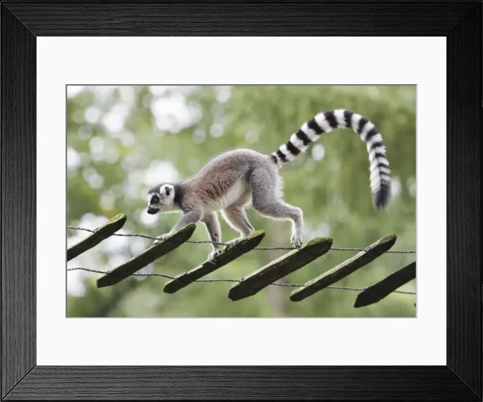 Framed Print : Ring-tailed Lemur - animal walking along tree ladder, distribution - Madagascar