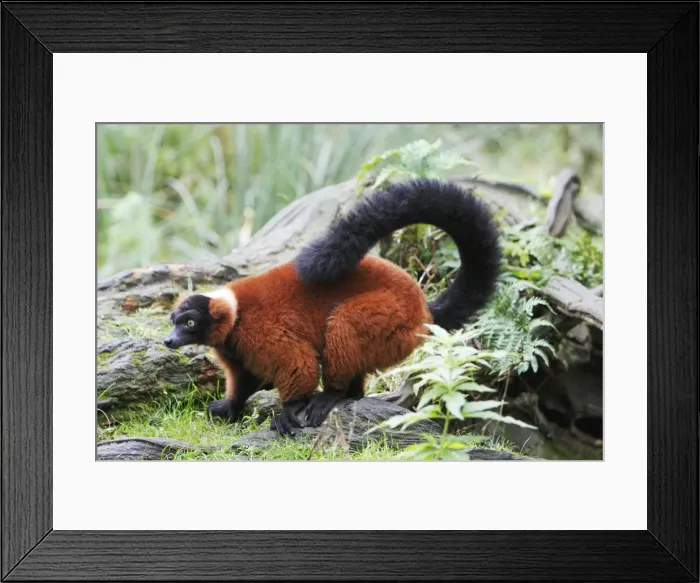 Framed Print : Red Ruffed Lemur - feeding on ground, distribution - Madagascar Framed Print : Red Ruffed Lemur - feeding on ground, distribution - Madagascar