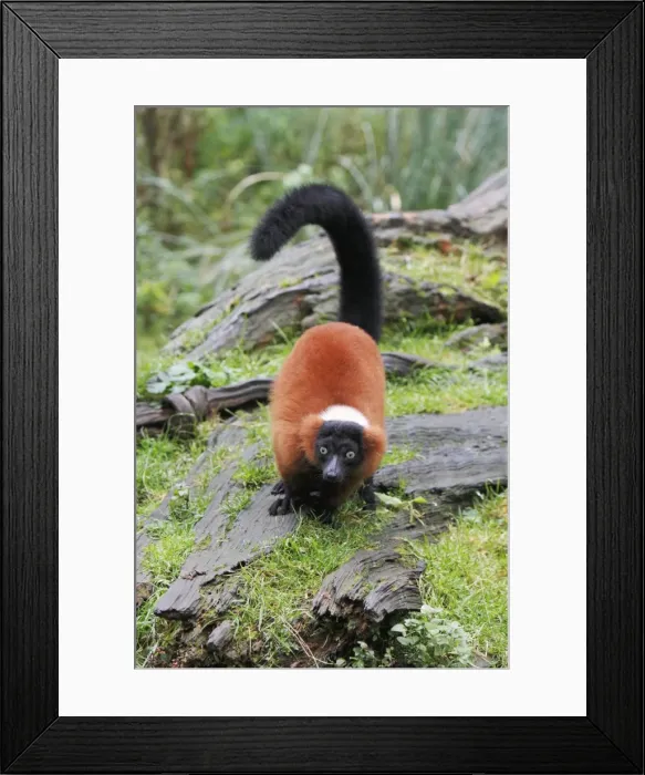 Framed Print : Red Ruffed Lemur - feeding on ground, distribution - Madagascar