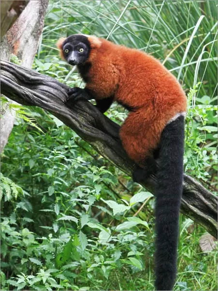 Red Ruffed Lemur - sitting on branch, distribution - Madagascar