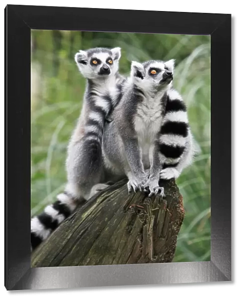 Ring-tailed Lemur - 2 animals watching aeroplane, distribution - Madagascar