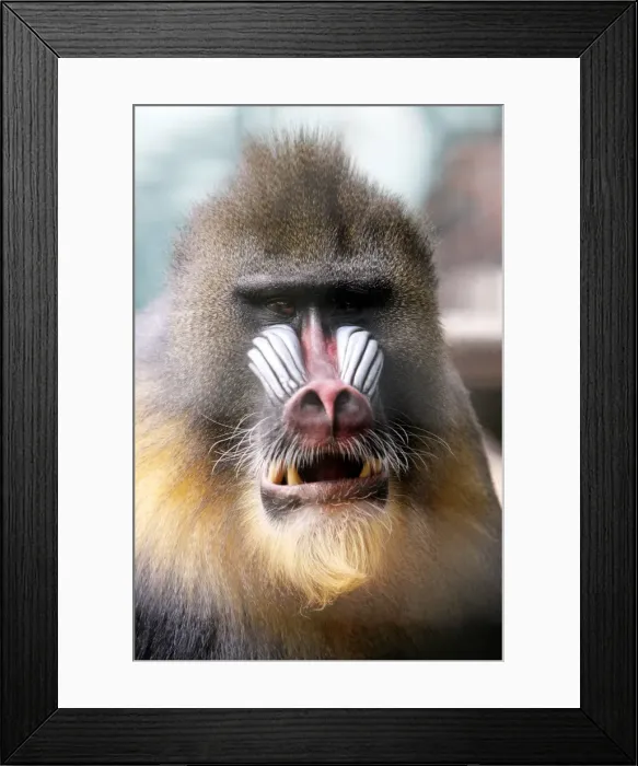 Framed Print : Mandrill - portrait of male, chewing food, distribution - Africa, Cameroon, Congo River Framed Print : Mandrill - portrait of male, chewing food, distribution - Africa, Cameroon, Congo River