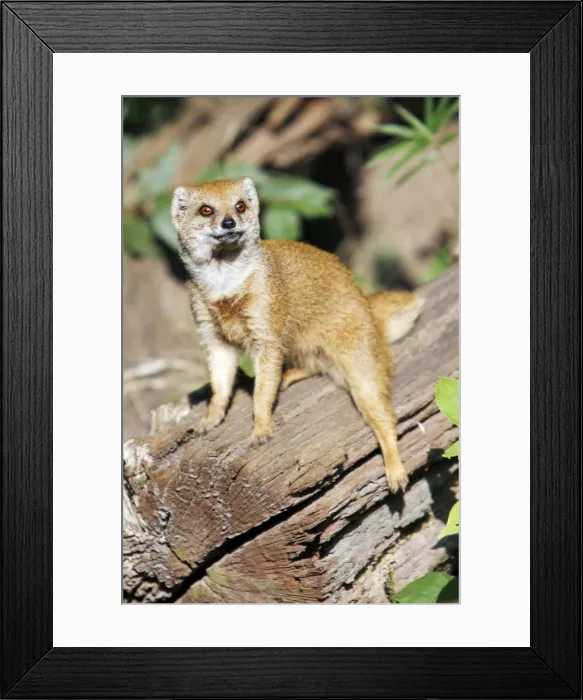 Framed Print : Yellow Mongoose - resting on log, distribution - Kalahari desert, South Africa Framed Print : Yellow Mongoose - resting on log, distribution - Kalahari desert, South Africa