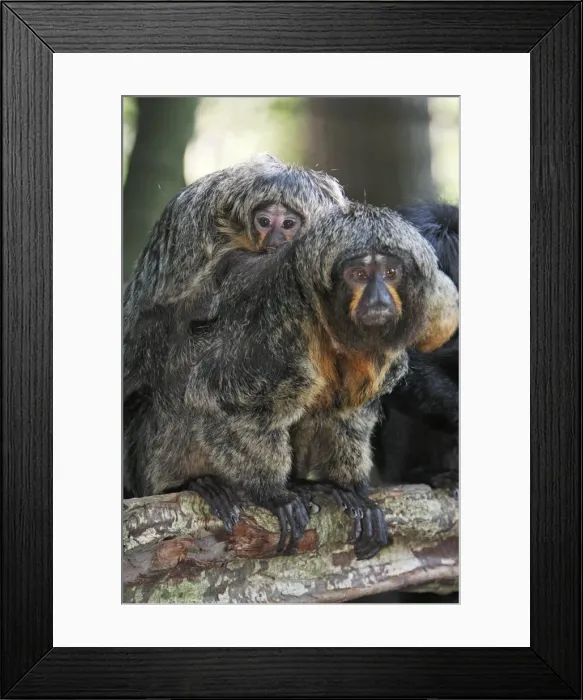 Framed Print : White-faced Saki - female with baby, distribution - Brazil, French Guiana, Venezuela, Suriname Framed Print : White-faced Saki - female with baby, distribution - Brazil, French Guiana, Venezuela, Suriname