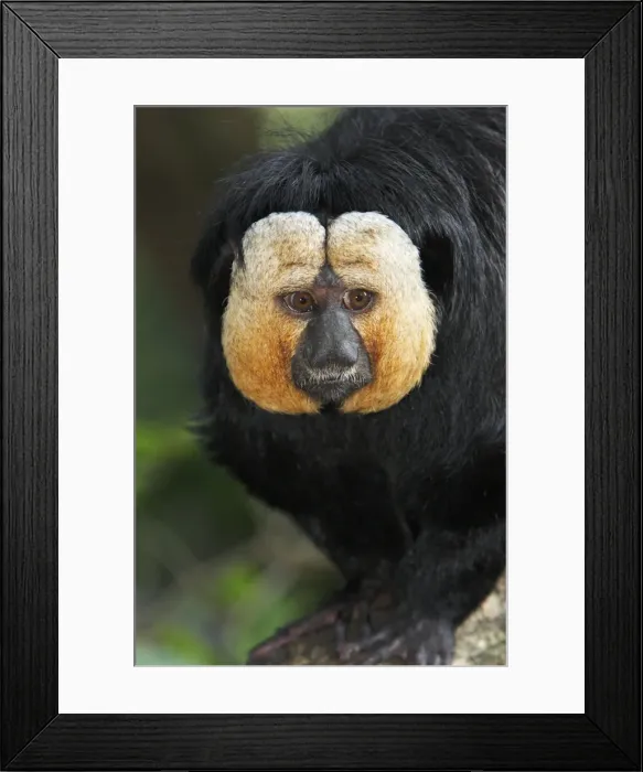 Framed Print : White-faced Saki - portrait of male, distribution - Brazil, French Guiana, Venezuela, Suriname Framed Print : White-faced Saki - portrait of male, distribution - Brazil, French Guiana, Venezuela, Suriname