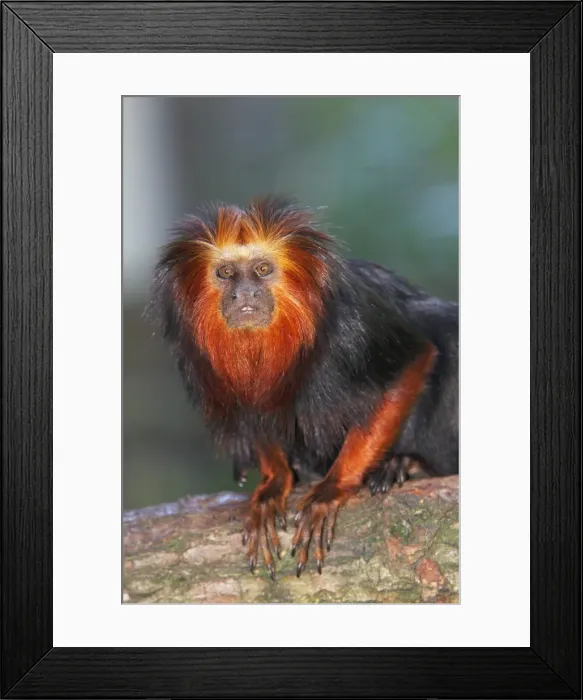 Framed Print : Golden-headed Lion Tamarin - Portrait, distribution - Atlantic coastal forests, Brazil Framed Print : Golden-headed Lion Tamarin - Portrait, distribution - Atlantic coastal forests, Brazil
