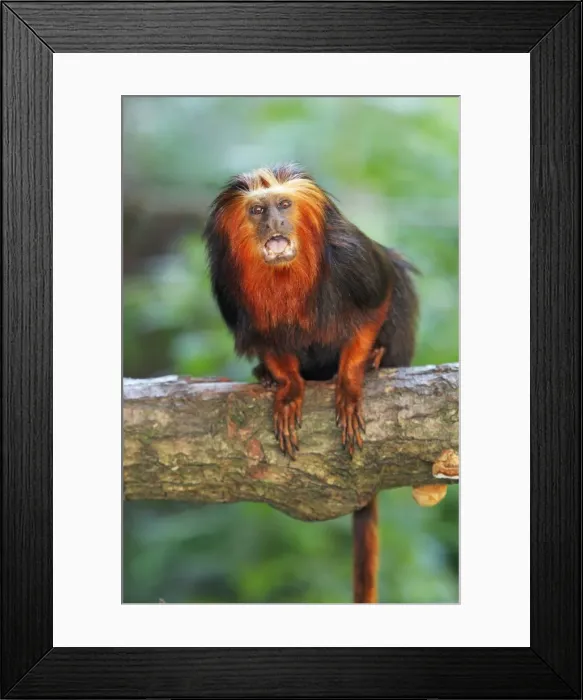 Framed Print : Golden-headed Lion Tamarin - Portrait, distribution - Atlantic coastal forests, Brazil Framed Print : Golden-headed Lion Tamarin - Portrait, distribution - Atlantic coastal forests, Brazil