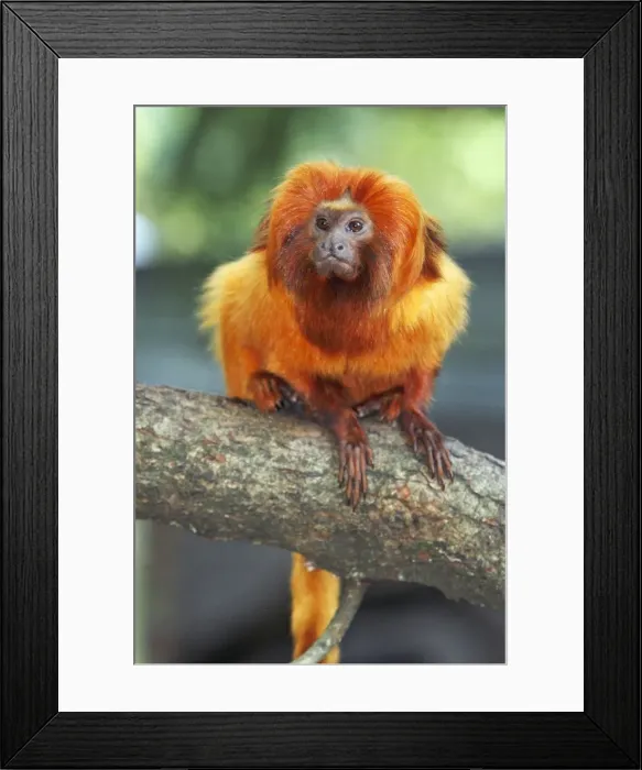 Framed Print : Golden Lion Tamarin / Golden Marmoset - portrait, distribution - Atlantic coastal forests, Brazil Framed Print : Golden Lion Tamarin / Golden Marmoset - portrait, distribution - Atlantic coastal forests, Brazil