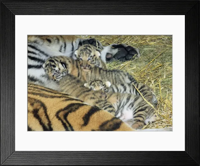 Framed Print : Siberian Tiger - tigress with 5 three week old cubs, Hamm Zoo, Westfalia, Germany Framed Print : Siberian Tiger - tigress with 5 three week old cubs, Hamm Zoo, Westfalia, Germany