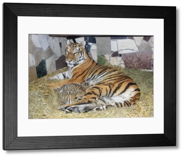 Framed Print : Siberian Tiger - tigress with 5 three week old cubs, Hamm Zoo, Westfalia, Germany Framed Print : Siberian Tiger - tigress with 5 three week old cubs, Hamm Zoo, Westfalia, Germany
