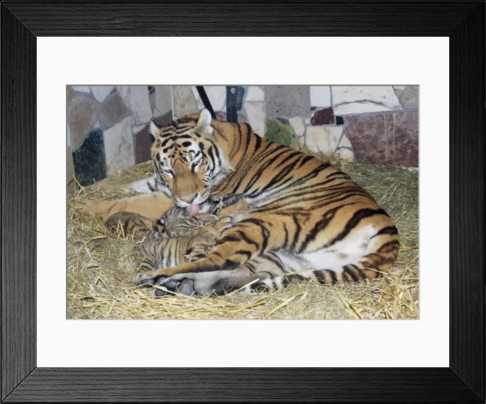 Framed Print : Siberian Tiger - tigress with 5 three week old cubs, Hamm Zoo, Westfalia, Germany Framed Print : Siberian Tiger - tigress with 5 three week old cubs, Hamm Zoo, Westfalia, Germany