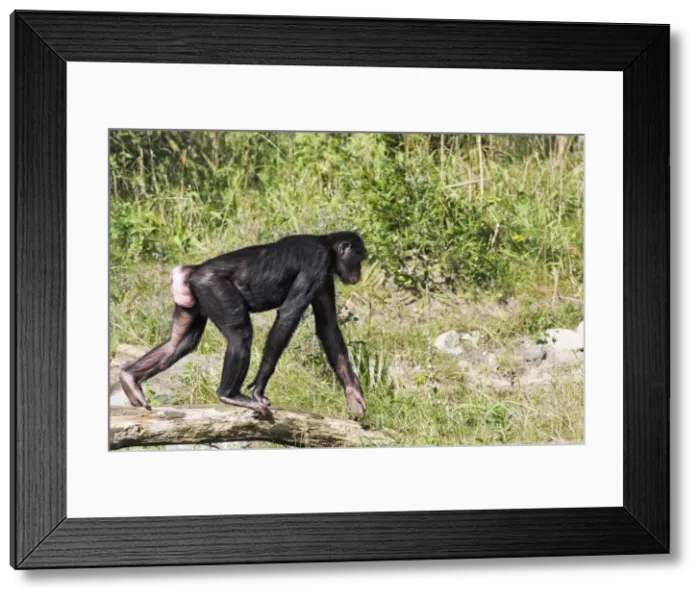Framed Print : Bonobo Chimpanzee - female with swollen genitals, distribution - central Africa, Congo Framed Print : Bonobo Chimpanzee - female with swollen genitals, distribution - central Africa, Congo