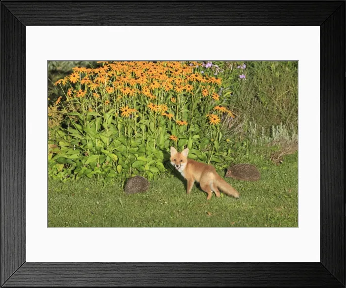 Framed Print : Young Red Fox and Hedgehogs - (Erinaceus europaeus) in autumn garden, Lower Saxony, Germany Framed Print : Young Red Fox and Hedgehogs - (Erinaceus europaeus) in autumn garden, Lower Saxony, Germany