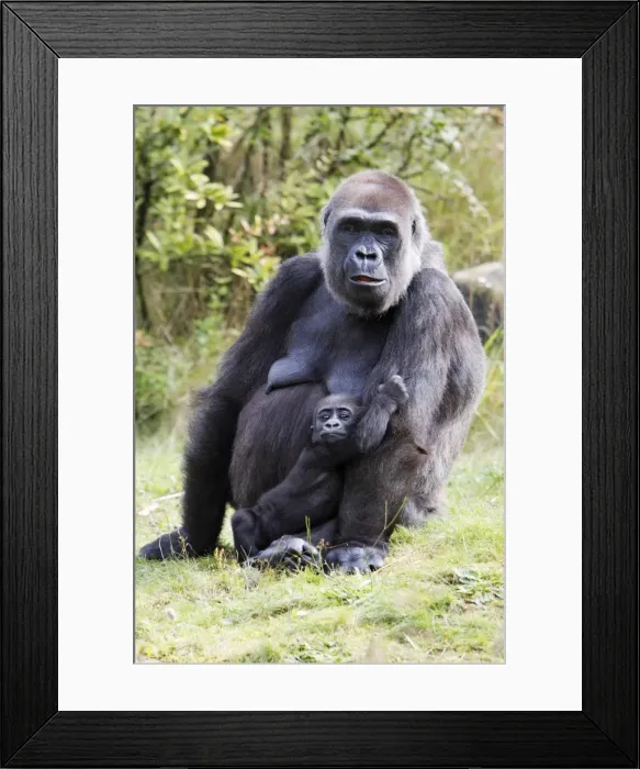 Framed Print : Gorilla - female tending baby animal, distribution - central Africa, Congo, Zaire, Rwanda Framed Print : Gorilla - female tending baby animal, distribution - central Africa, Congo, Zaire, Rwanda