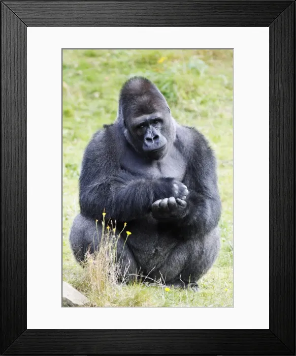 Framed Print : Gorilla - male sitting and resting, distribution - central Africa, Congo, Zaire, Rwanda Framed Print : Gorilla - male sitting and resting, distribution - central Africa, Congo, Zaire, Rwanda