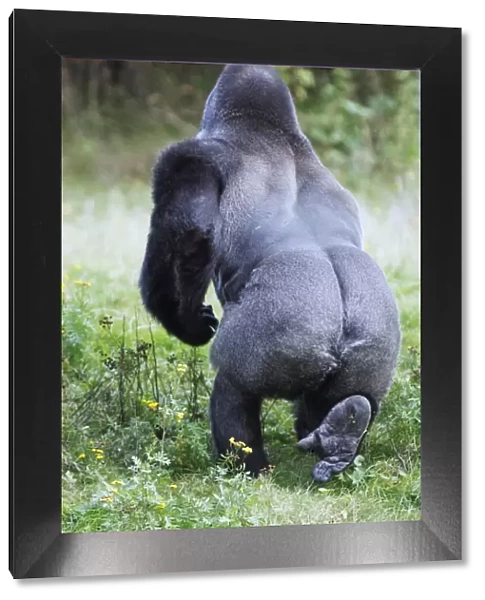 Gorilla - male, view from behind, distribution - central Africa, Congo, Zaire, Rwanda