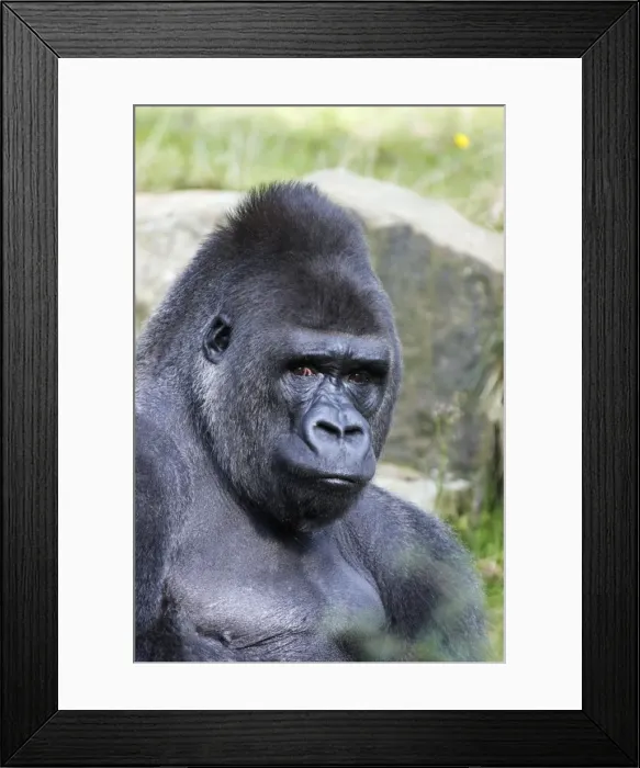 Framed Print : Gorilla - male, portrait, distribution - central Africa, Congo, Zaire, Rwanda Framed Print : Gorilla - male, portrait, distribution - central Africa, Congo, Zaire, Rwanda