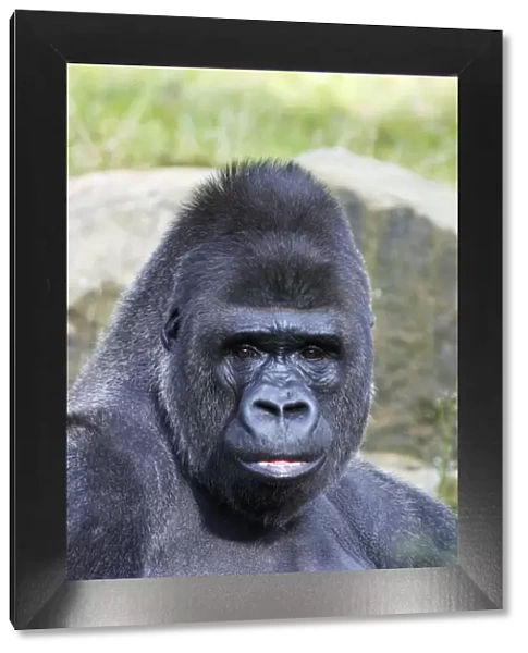 Gorilla - male, portrait, distribution - central Africa, Congo, Zaire, Rwanda