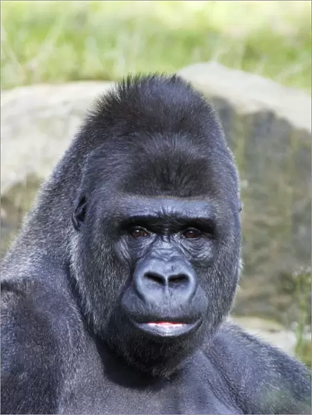 Gorilla - male, portrait, distribution - central Africa, Congo, Zaire, Rwanda