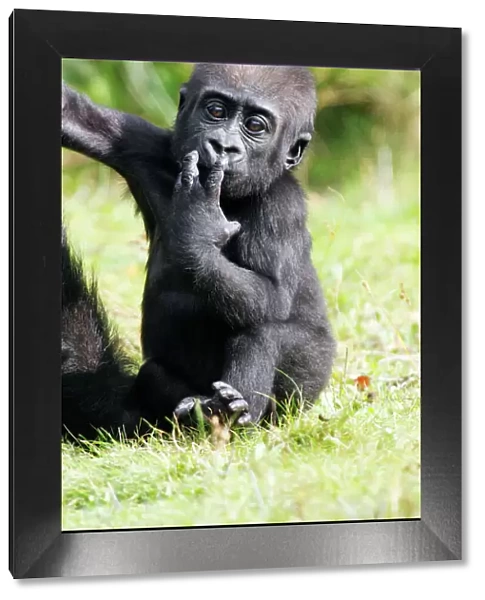 Gorilla - baby animal portrait, distribution - central Africa, Congo, Zaire, Rwanda