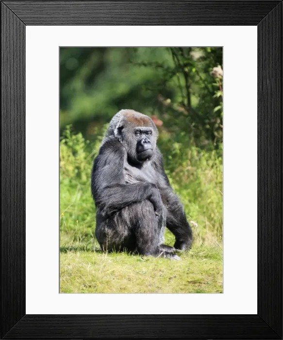 Framed Print : Gorilla - female sitting, distribution - central Africa, Congo, Zaire, Rwanda Framed Print : Gorilla - female sitting, distribution - central Africa, Congo, Zaire, Rwanda