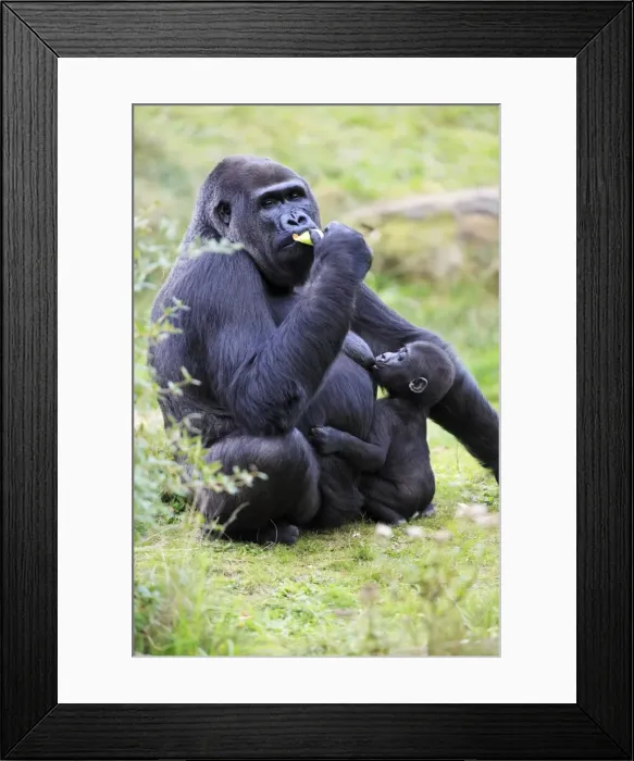 Framed Print : Gorilla -female suckling baby animal, distribution - central Africa, Congo, Zaire, Rwanda Framed Print : Gorilla -female suckling baby animal, distribution - central Africa, Congo, Zaire, Rwanda