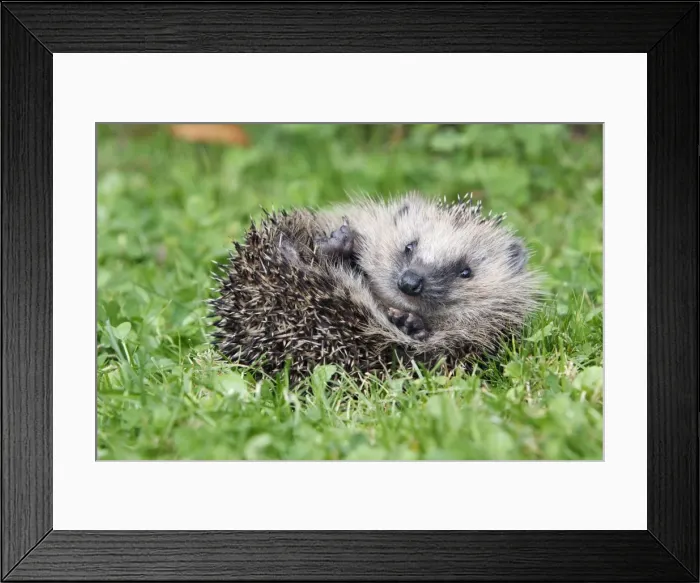 Framed Print : Hedgehog - young animal uncurling on garden lawn, Lower Saxony, Germany Framed Print : Hedgehog - young animal uncurling on garden lawn, Lower Saxony, Germany