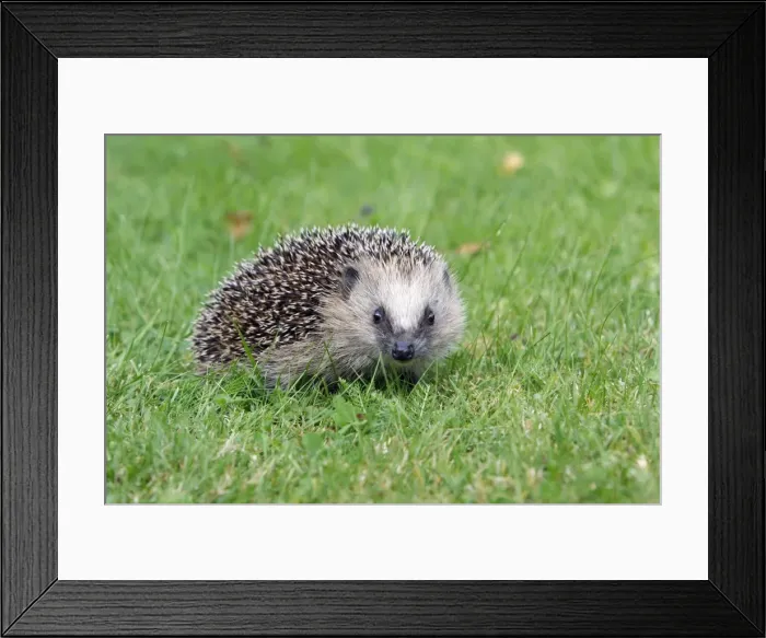 Framed Print : Hedgehog - young animal on garden lawn, Lower Saxony, Germany Framed Print : Hedgehog - young animal on garden lawn, Lower Saxony, Germany
