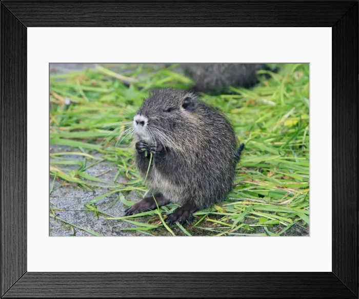 Framed Print : Nutria / Coypu - young animal feeding on grass, distribution - North America, Europe, Asia, Africa Framed Print : Nutria / Coypu - young animal feeding on grass, distribution - North America, Europe, Asia, Africa