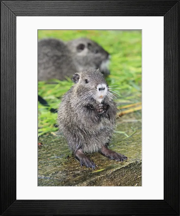 Framed Print : Nutria / Coypu - young animal feeding on grass, distribution - North America, Europe, Asia, Africa Framed Print : Nutria / Coypu - young animal feeding on grass, distribution - North America, Europe, Asia, Africa