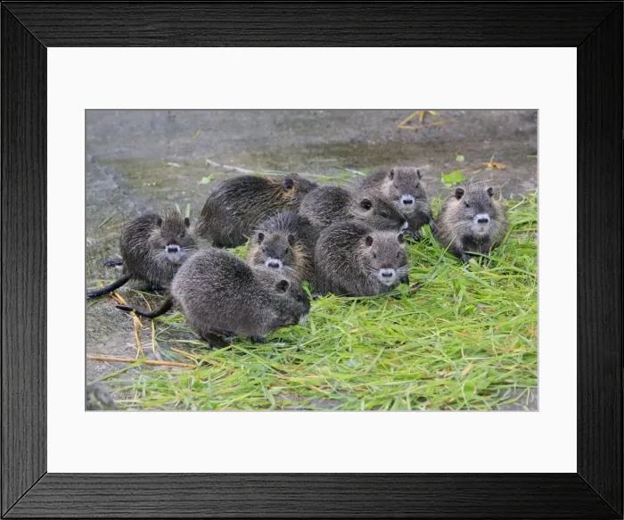 Framed Print : Nutria / Coypu - young animals feeding on grass, distribution - North America, Europe, Asia, Africa Framed Print : Nutria / Coypu - young animals feeding on grass, distribution - North America, Europe, Asia, Africa