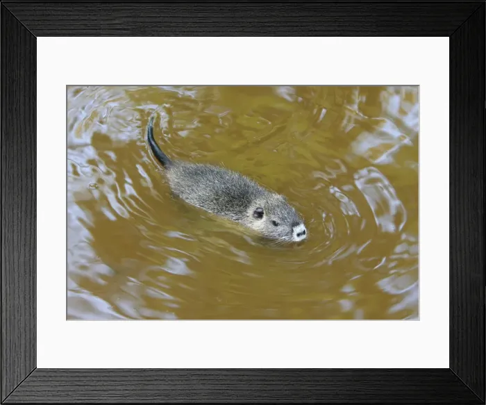 Framed Print : Nutria / Coypu - young animal swimming, distribution - North America, Europe, Asia, Africa Framed Print : Nutria / Coypu - young animal swimming, distribution - North America, Europe, Asia, Africa