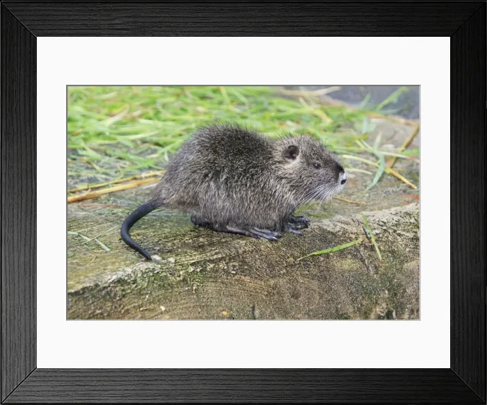 Framed Print : Nutria / Coypu - young animal, distribution - North America, Europe, Asia, Africa Framed Print : Nutria / Coypu - young animal, distribution - North America, Europe, Asia, Africa