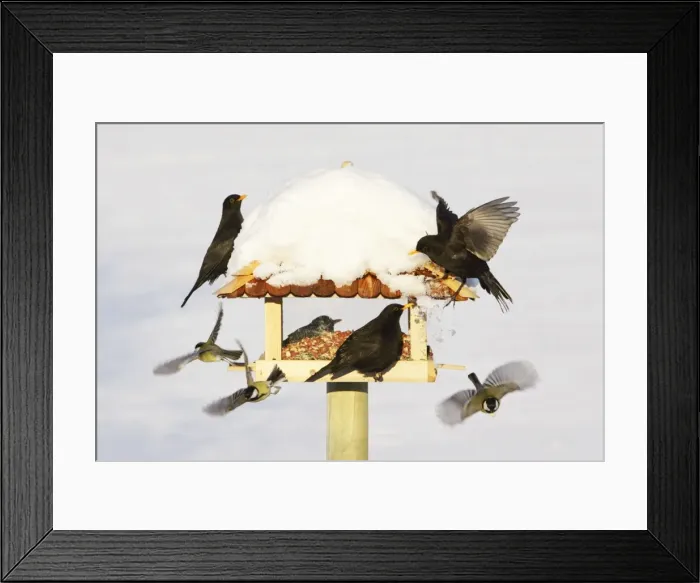 Framed Print : Bird Feeding Station - attracting various birds in winter, Lower Saxony, Germany Framed Print : Bird Feeding Station - attracting various birds in winter, Lower Saxony, Germany