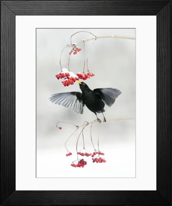 Framed Print : Blackbird - male feeding on Guelder Rose berries in winter, Lower Saxony, Germany Framed Print : Blackbird - male feeding on Guelder Rose berries in winter, Lower Saxony, Germany