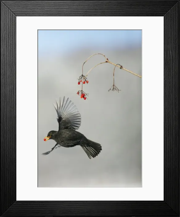 Framed Print : Blackbird - male feeding on Guelder Rose berries in winter, Lower Saxony, Germany Framed Print : Blackbird - male feeding on Guelder Rose berries in winter, Lower Saxony, Germany