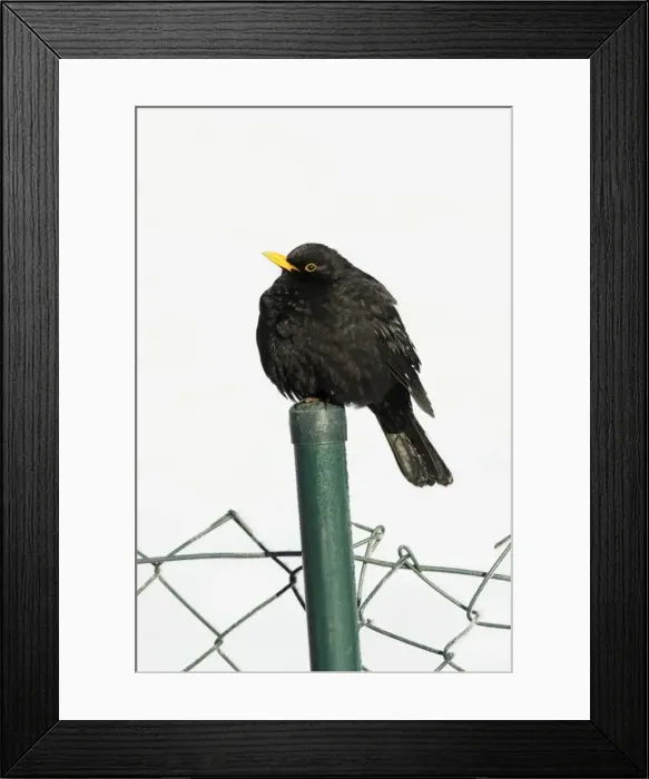 Framed Print : Blackbird - male sitting on garden fence post in winter, Lower Saxony, Germany Framed Print : Blackbird - male sitting on garden fence post in winter, Lower Saxony, Germany