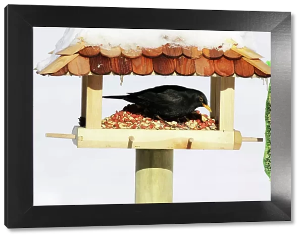 Blackbird - male feeding at bird table in winter, Lower Saxony, Germany