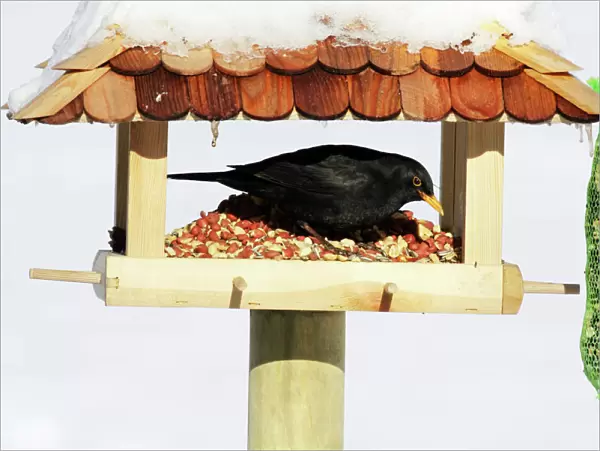 Blackbird - male feeding at bird table in winter, Lower Saxony, Germany