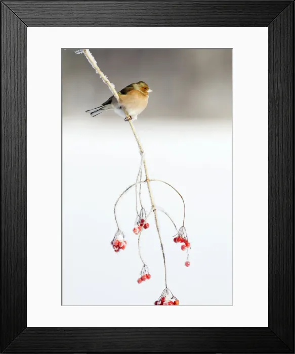 Framed Print : Chaffinch - male on Guelder Rose branch coverd with frost, Lower Saxony, Germany Framed Print : Chaffinch - male on Guelder Rose branch coverd with frost, Lower Saxony, Germany