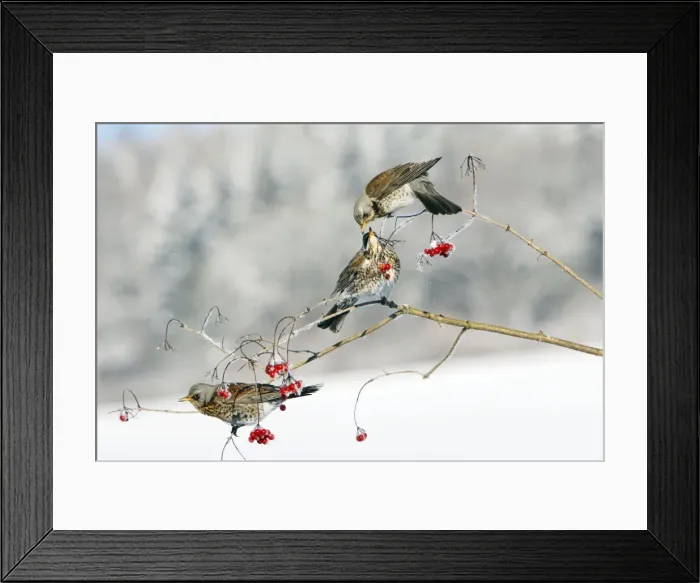 Framed Print : Fieldfare - 3 feeding on Guelder Rose berries, winter, Lower Saxony, Germany Framed Print : Fieldfare - 3 feeding on Guelder Rose berries, winter, Lower Saxony, Germany