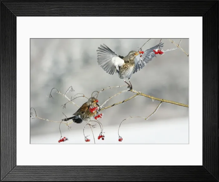 Framed Print : Fieldfare - 2 feeding on Guelder Rose berries, winter, Lower Saxony, Germany Framed Print : Fieldfare - 2 feeding on Guelder Rose berries, winter, Lower Saxony, Germany