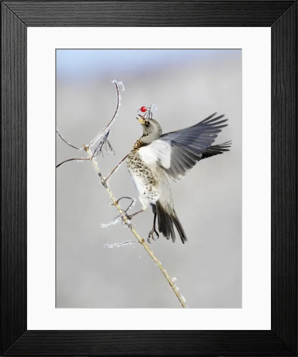 Framed Print : Fieldfare - feeding on Guelder Rose berries, winter, Lower Saxony, Germany Framed Print : Fieldfare - feeding on Guelder Rose berries, winter, Lower Saxony, Germany