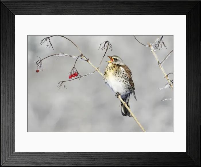 Framed Print : Fieldfare - feeding on Guelder Rose berries, winter, Lower Saxony, Germany Framed Print : Fieldfare - feeding on Guelder Rose berries, winter, Lower Saxony, Germany
