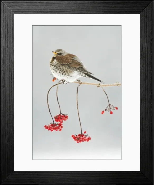 Framed Print : Fieldfare - on branch of Guelder Rose bush, winter, Lower Saxony, Germany Framed Print : Fieldfare - on branch of Guelder Rose bush, winter, Lower Saxony, Germany