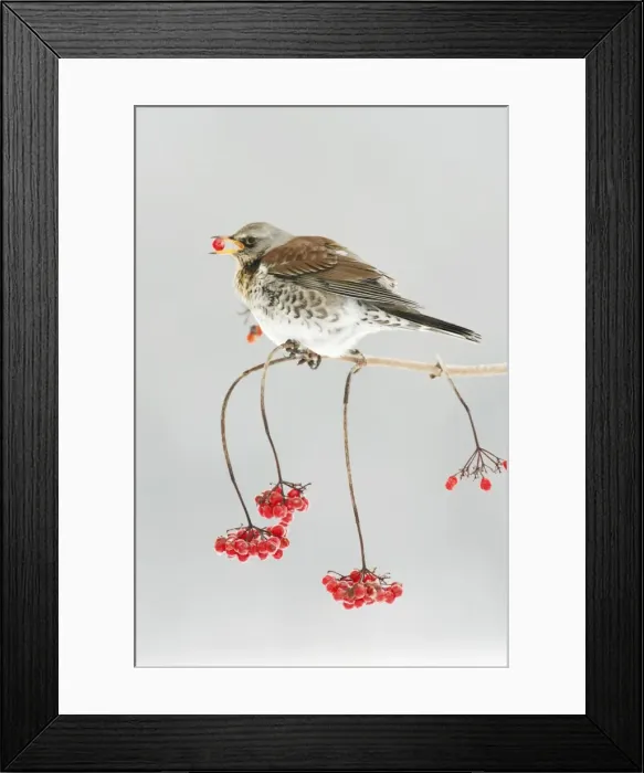 Framed Print : Fieldfare - feeding on Guelder Rose berries, winter, Lower Saxony, Germany Framed Print : Fieldfare - feeding on Guelder Rose berries, winter, Lower Saxony, Germany