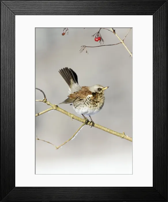 Framed Print : Fieldfare - perched in Guelder Rose bush, winter, Lower Saxony, Germany Framed Print : Fieldfare - perched in Guelder Rose bush, winter, Lower Saxony, Germany
